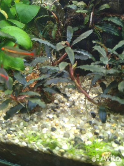 Буцефаландры