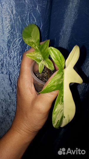 Филодендроны