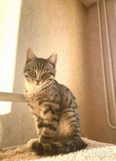 Котенок в добрые руки