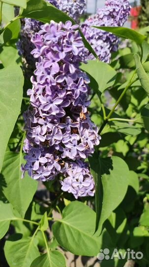 Сирень желтая, белая, красная, голубая