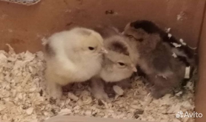 Цыплята