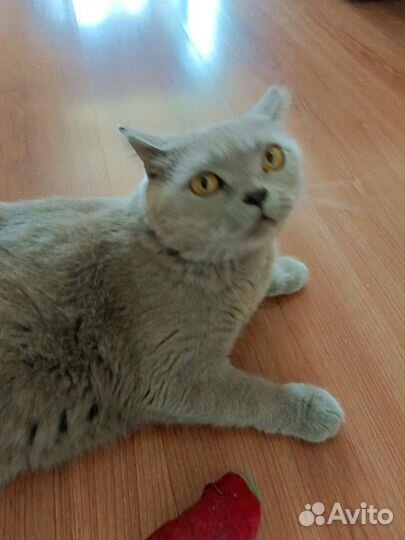 Кошка антистрессовая Булочка ищет дом