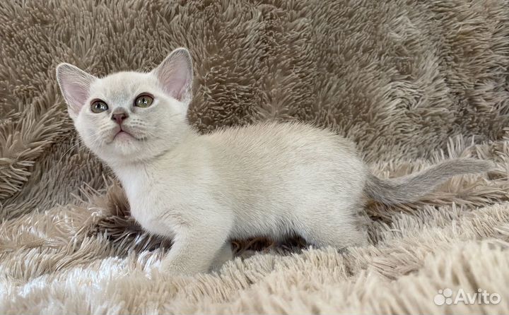 Бурманский котенок