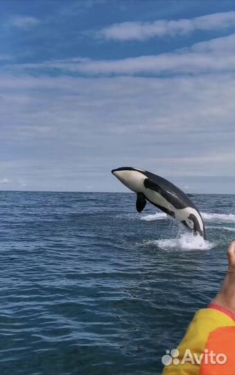 Тур Косатки 2025