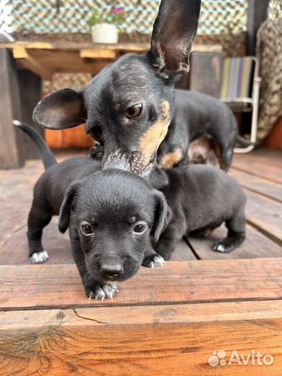 Щенки таксы