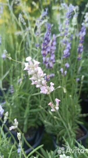 Лаванда узколистная