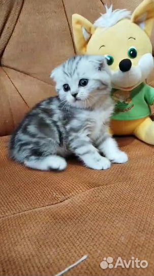 Шотландская вислоухая девочка 1мес