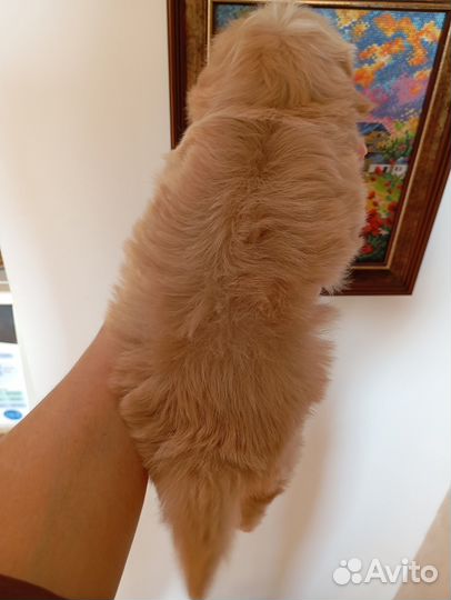 Мальтипу мини и микро