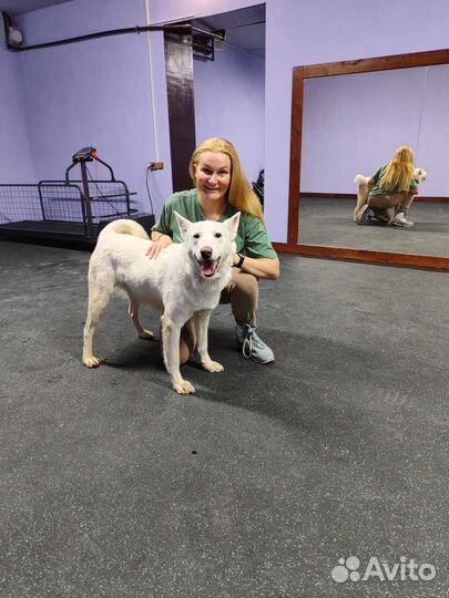 Собака кобель