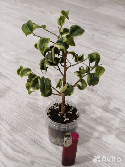 Фикус де гантель, нериифолия