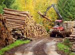 Сырьевой актив лесозаготовка