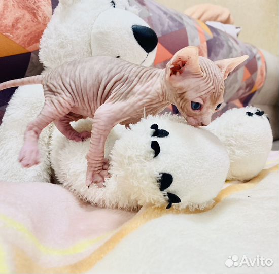 Канадский сфинкс эльф