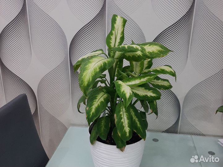 Диффенбахия