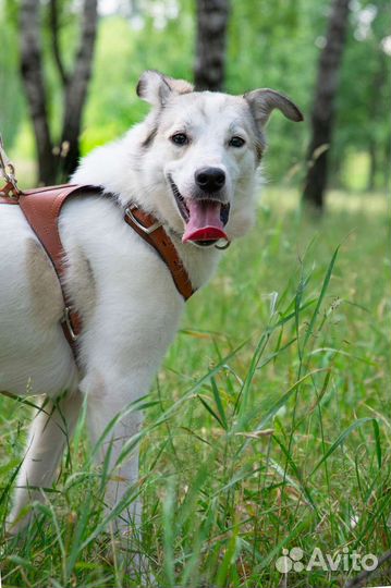 Маленькая собака в добрые руки бесплатно