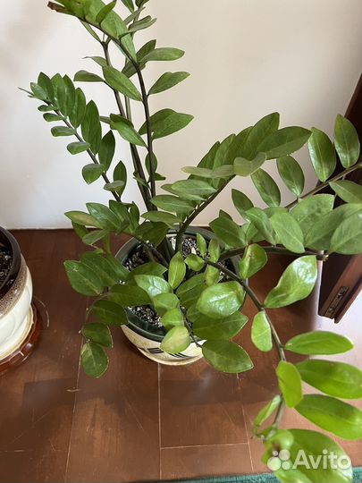 Комнатные цветы