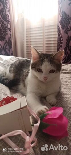 Кошка в дар бесплатно
