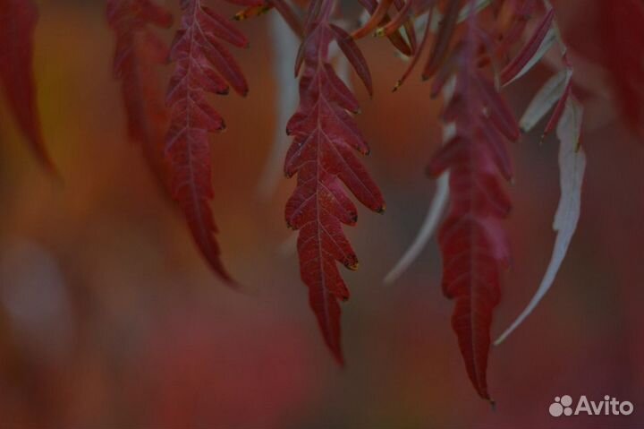 Объектив Helios 44-2 2/58