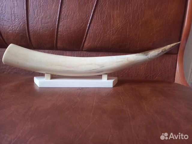 Бивень мамонтенка