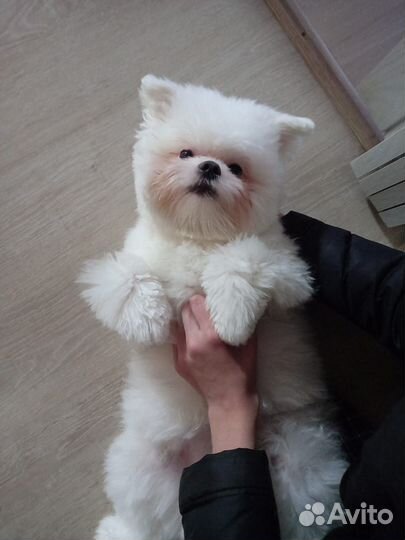 Вязка собак мальтипом