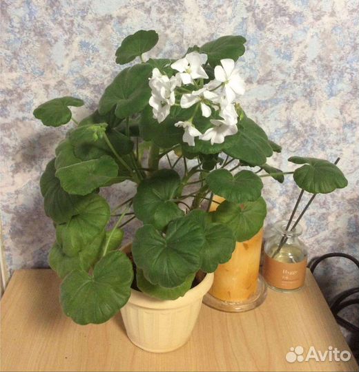 Пеларгония,Бегония вечноцветущая