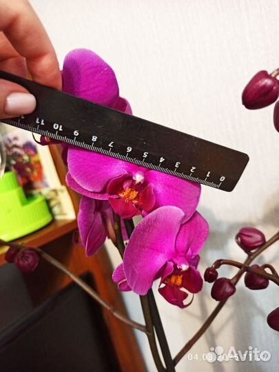 Орхидея фаленопсис,2 ствола
