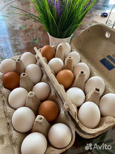 Домашние куриные яйца