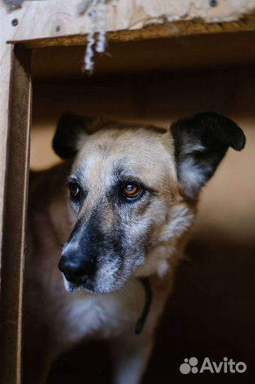 Собаки из приюта в добрые руки