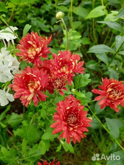 Хризантема корейская, сорт Ватра