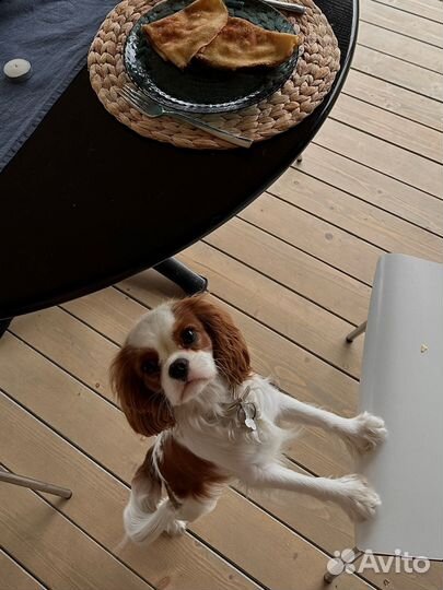 Кавалер Кинг Чарльз Спаниель девочка