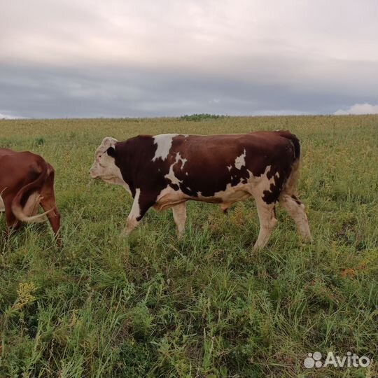 Быки на мясо живым весом