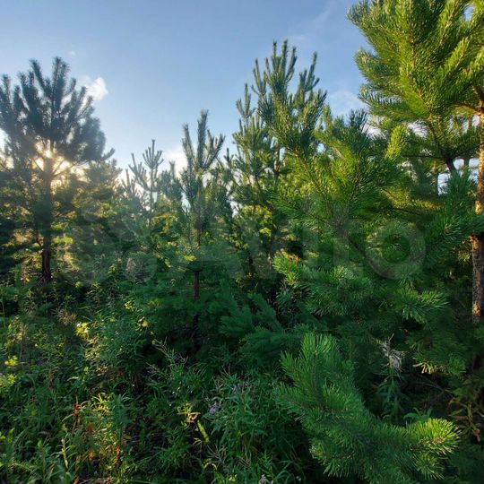 Участок 11,4 сот. (СНТ, ДНП)