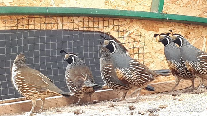 Калифорнийский хохлатый перепел