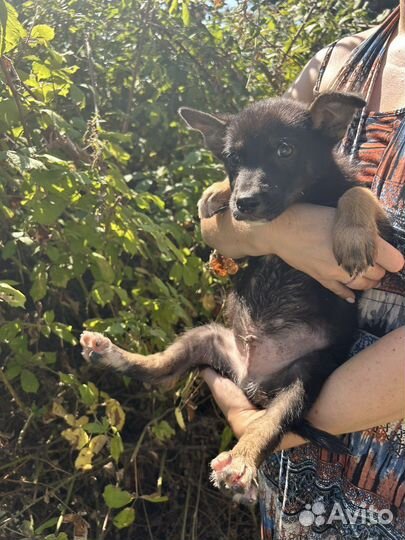 Щенок мальчик в дар (2-3 месяца)