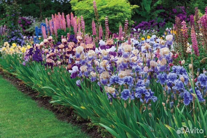 Наборы хост, лилейников, флоксов, ирисов