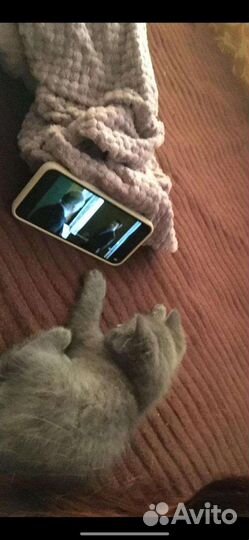 Кошки бесплатно