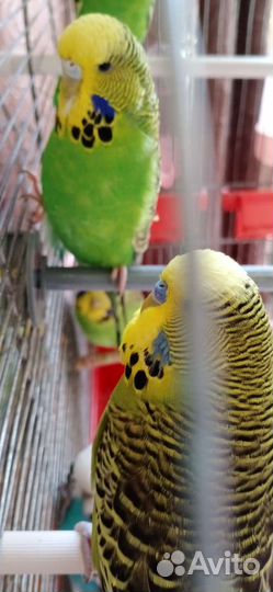 Птенцы волнистый попугай
