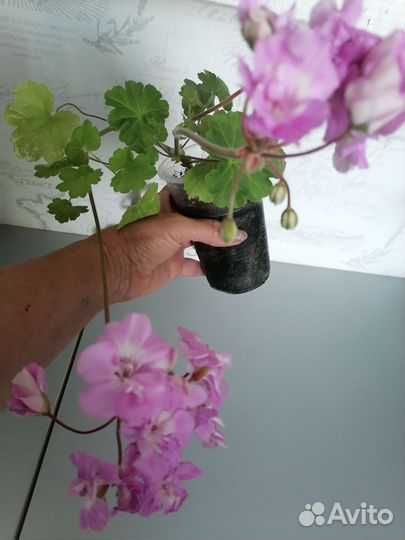 Пеларгонии