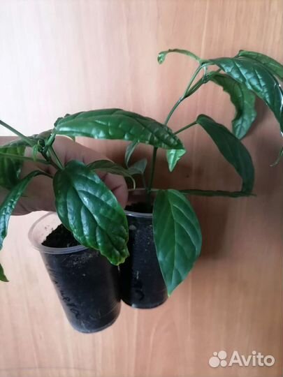 Клеродендрум шмидта, просперо