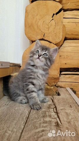 Сибирская кошка - котик объявление продам