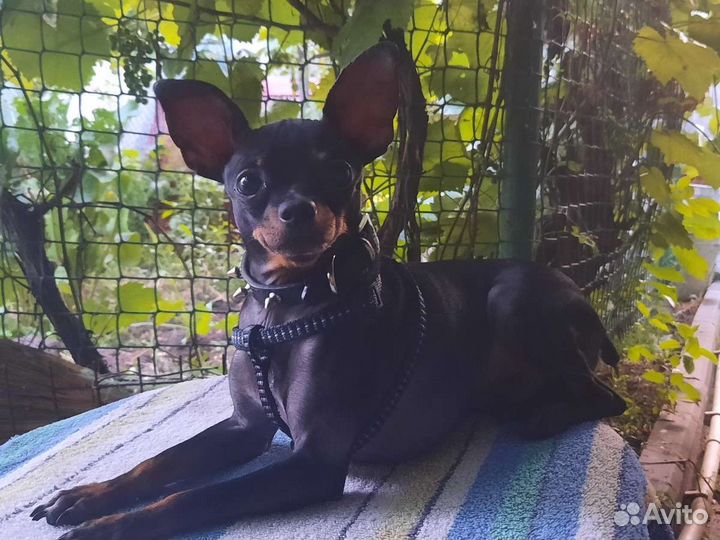 Мини той-терьер вязка