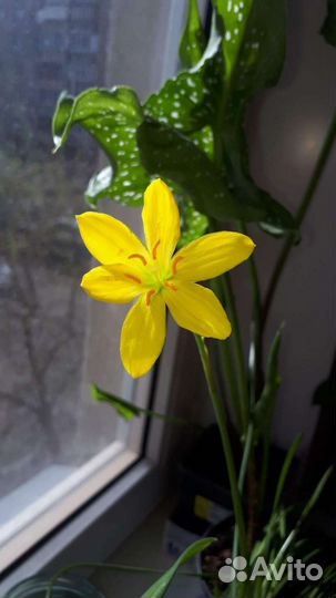 Зефирантес белый и розовый