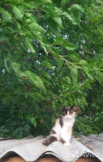 Котята в добрые руки бесплатно