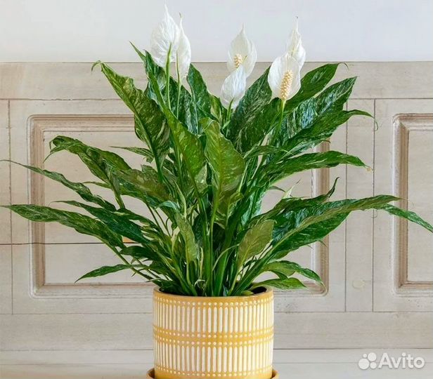 Спатифиллум даймонд