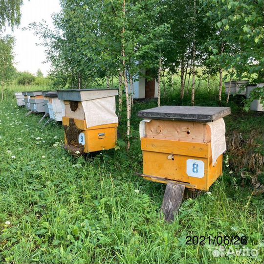 Мед свежий 2023г