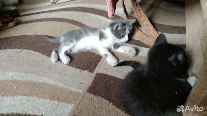 Чудесные котята в добрые руки:)