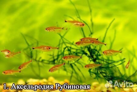 Гло фиш Данио, Барбусы,Тернеции, Неоны, Тетры