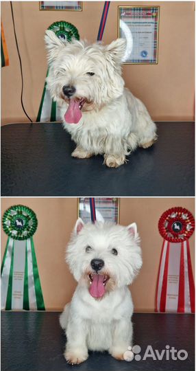 Породный тримминг Вест хайленд уайт терьеров