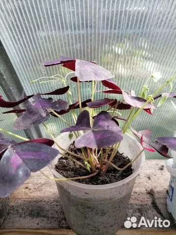 Цветы Кислица (Оксалис)