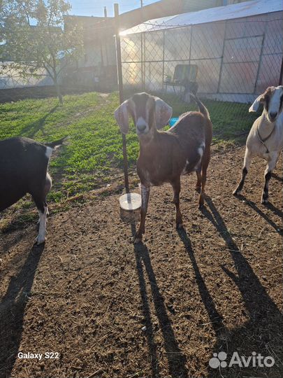 Продам дойных коз