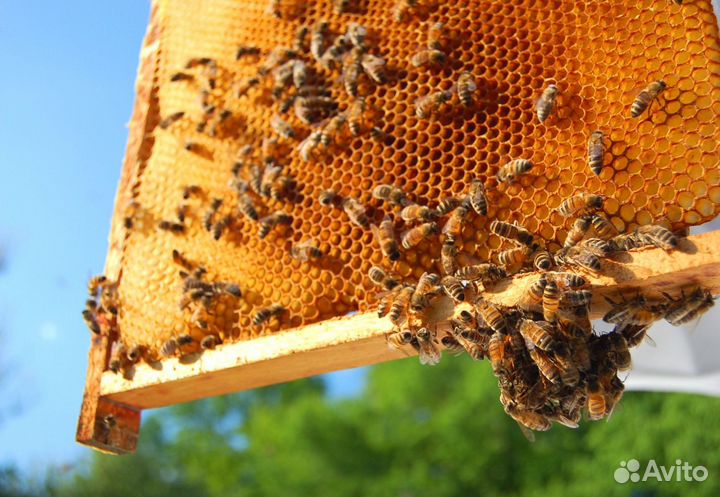 2024 Мёд натуральный алтайский опт